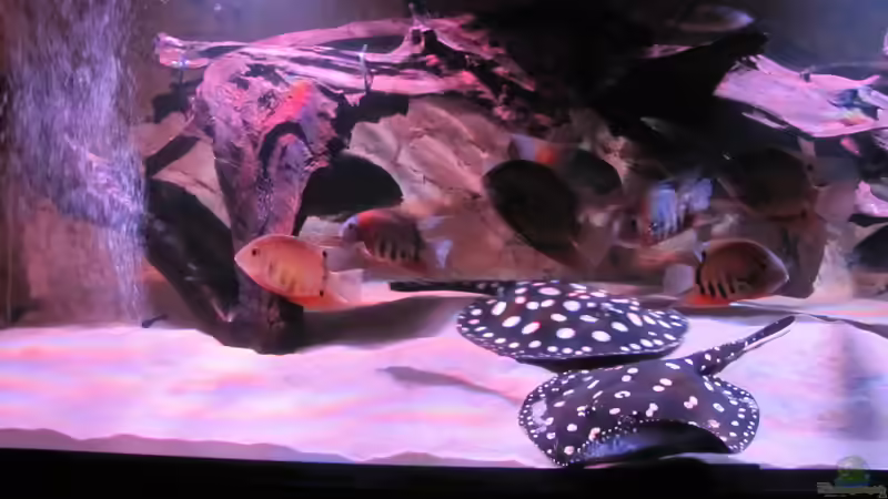 Besatz im Aquarium Wildes Wohnzimmer ( Nur noch als Beispiel) von Leo-FAN (65)