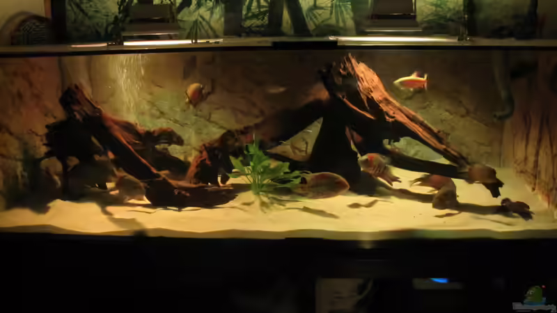 Besatz im Aquarium Wildes Wohnzimmer ( Nur noch als Beispiel) von Leo-FAN (69)