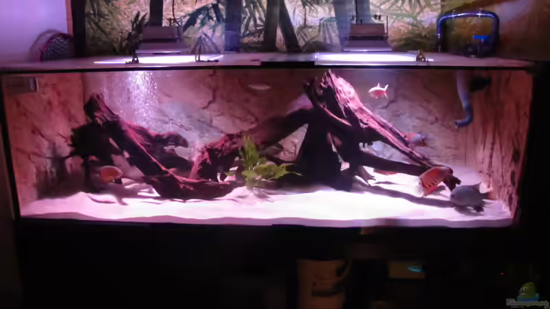 Besatz im Aquarium Wildes Wohnzimmer ( Nur noch als Beispiel) von Leo-FAN (70)