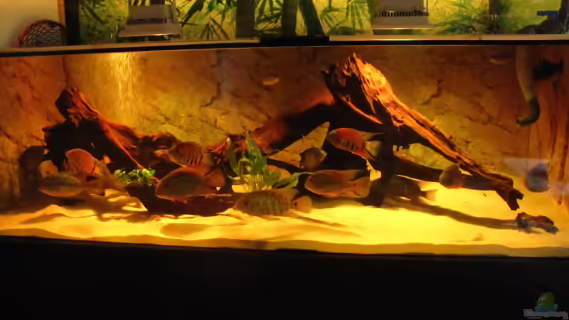 Besatz im Aquarium Wildes Wohnzimmer ( Nur noch als Beispiel) von Leo-FAN (71)