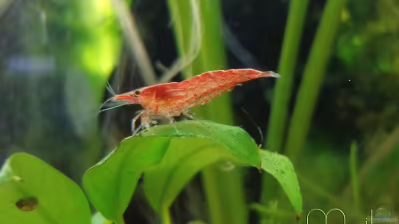 Besatz im Aquarium Wirbellose I von mariajudyta (8)