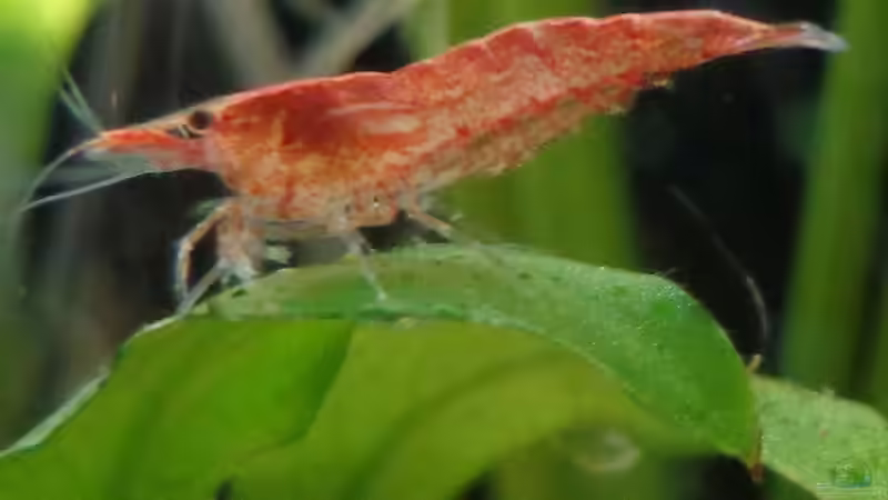 Besatz im Aquarium Wirbellose I von mariajudyta (9)