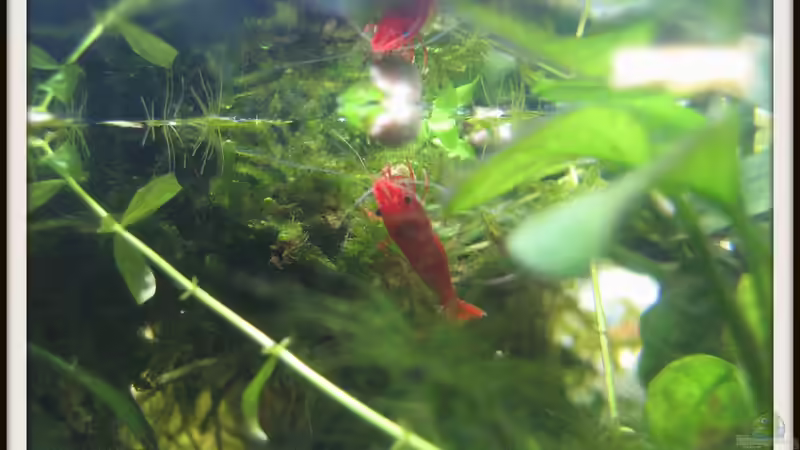 Besatz im Aquarium Wirbellose II von mariajudyta (3)