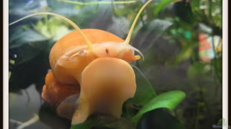 Besatz im Aquarium Wirbellose II von mariajudyta (4)