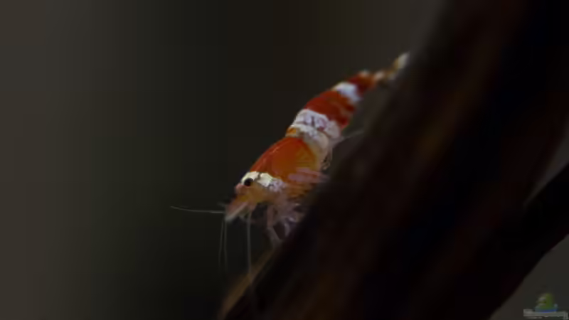 Besatz im Aquarium Wirbellose Wohnzimmerdeko von GoreSlayer (24)