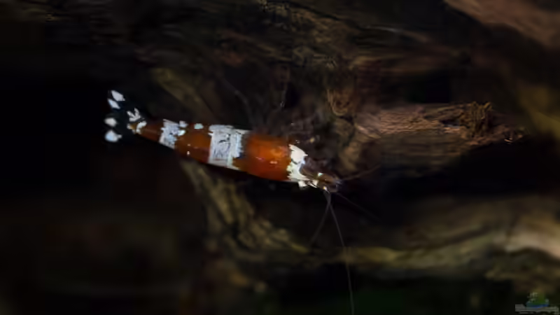 Besatz im Aquarium Wirbellose Wohnzimmerdeko von GoreSlayer (25)