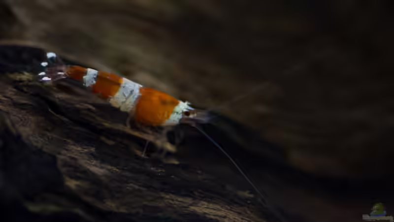 Besatz im Aquarium Wirbellose Wohnzimmerdeko von GoreSlayer (26)