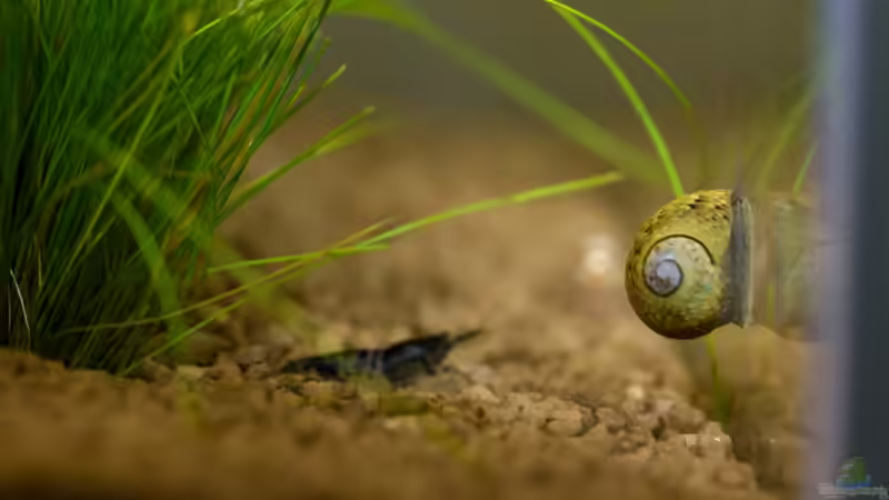 Besatz im Aquarium Wirbellose Wohnzimmerdeko von GoreSlayer (30)