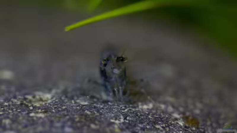 Besatz im Aquarium Wirbellose Wohnzimmerdeko von GoreSlayer (32)