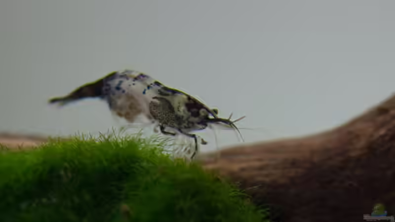 Besatz im Aquarium Wirbellose Wohnzimmerdeko von GoreSlayer (33)