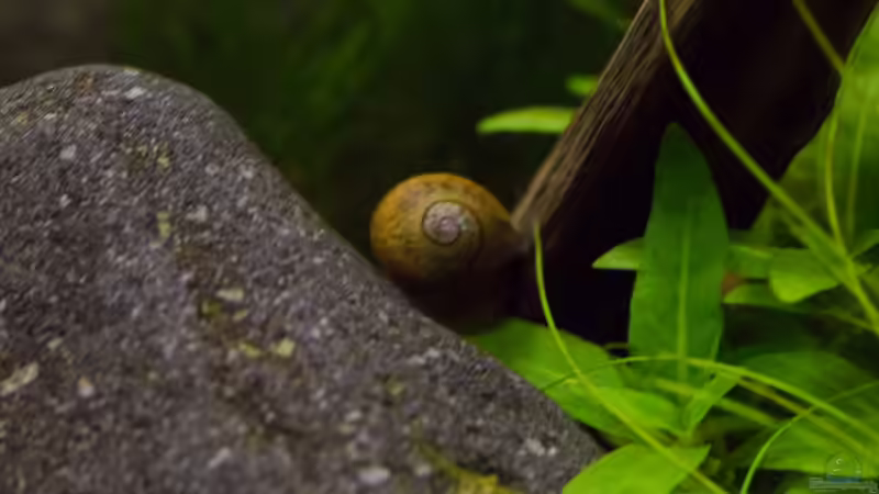 Besatz im Aquarium Wirbellose Wohnzimmerdeko von GoreSlayer (35)