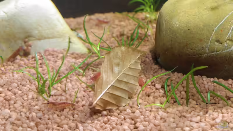 Besatz im Aquarium Wirbellosenbecken mit Red Fire Garnelen von Kuller (4)