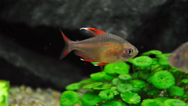 Besatz im Aquarium Woha Meta von jmvitt (16)