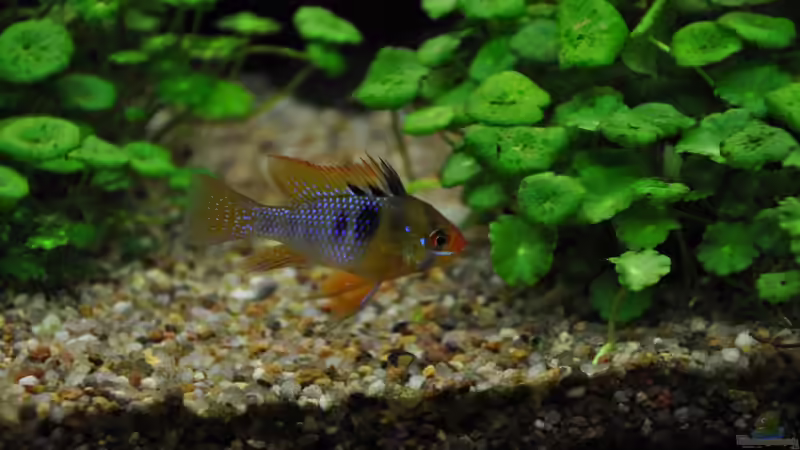 Besatz im Aquarium Woha Meta von jmvitt (18)