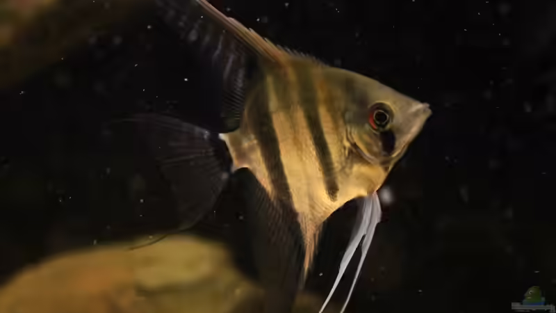 Besatz im Aquarium Wohnzimmer Orinoco von AmazonasFelix (10)