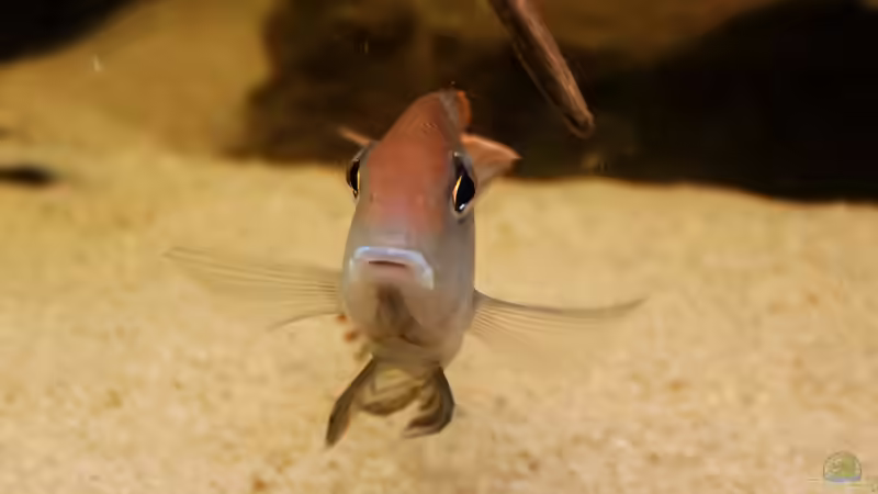 Besatz im Aquarium Wohnzimmer Orinoco von AmazonasFelix (11)