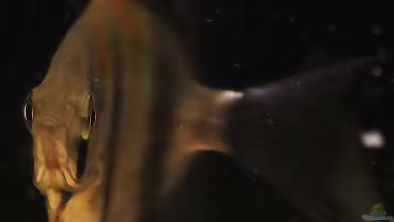 Besatz im Aquarium Wohnzimmer Orinoco von AmazonasFelix (12)