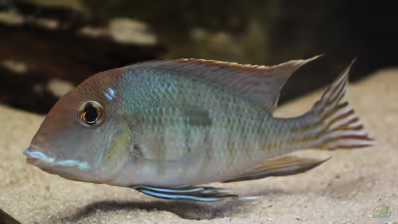 Besatz im Aquarium Wohnzimmer Orinoco von AmazonasFelix (5)