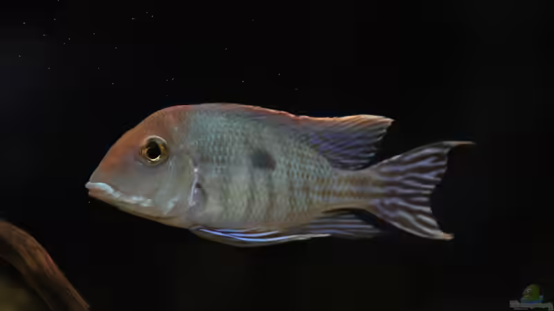 Besatz im Aquarium Wohnzimmer Orinoco von AmazonasFelix (7)