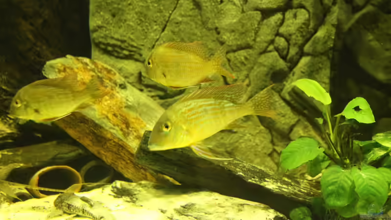 Besatz im Aquarium Wohnzimmer Uferzone von T-Aquatics (25)