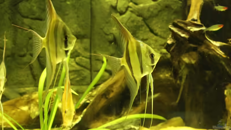 Besatz im Aquarium Wohnzimmer Uferzone von T-Aquatics (26)