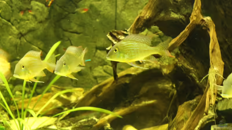 Besatz im Aquarium Wohnzimmer Uferzone von T-Aquatics (27)