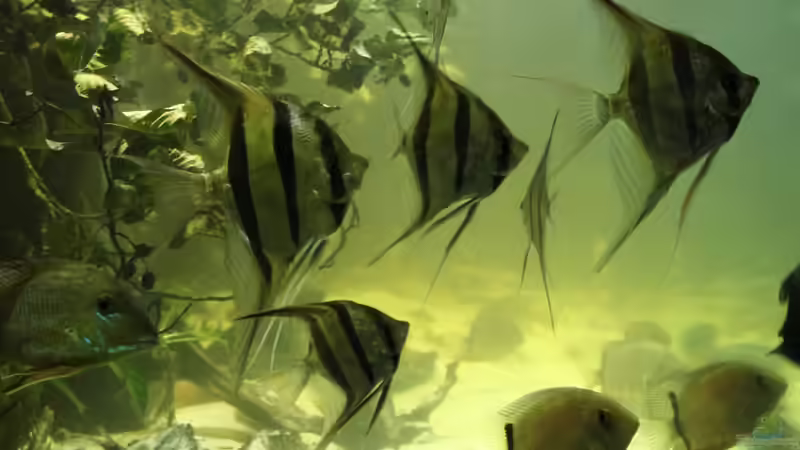 Besatz im Aquarium Wohnzimmer Uferzone von T-Aquatics (28)