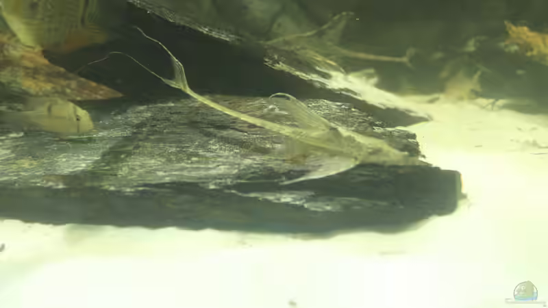 Besatz im Aquarium Wohnzimmer Uferzone von T-Aquatics (31)