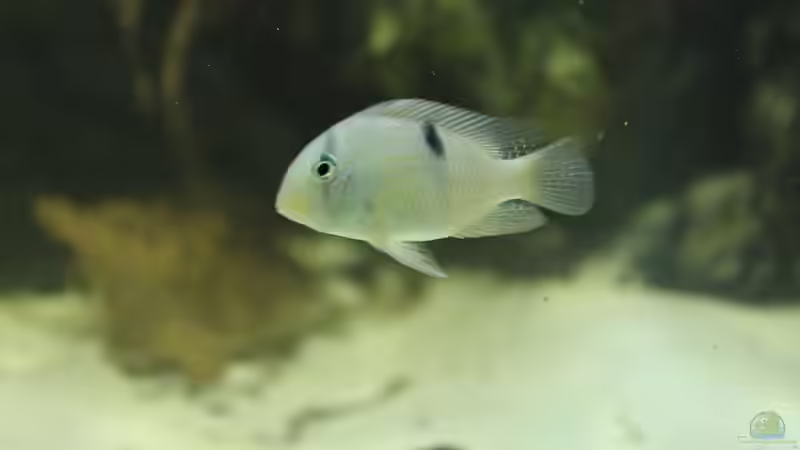 Besatz im Aquarium Wohnzimmer Uferzone von T-Aquatics (32)