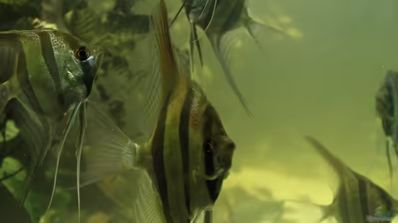 Besatz im Aquarium Wohnzimmer Uferzone von T-Aquatics (33)