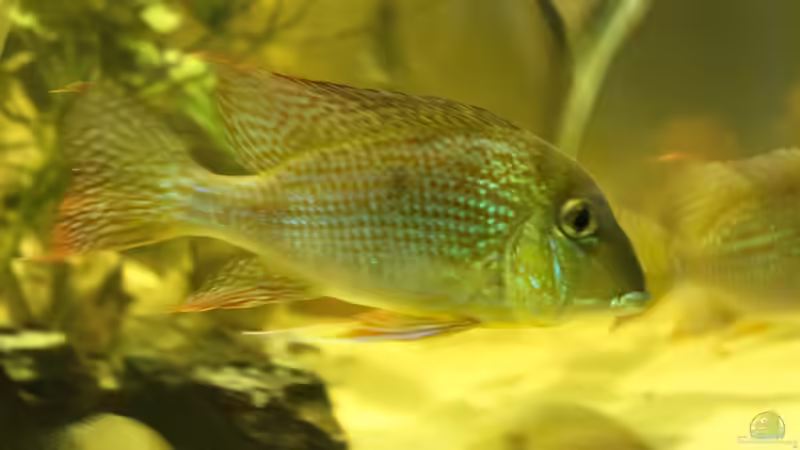 Besatz im Aquarium Wohnzimmer Uferzone von T-Aquatics (35)