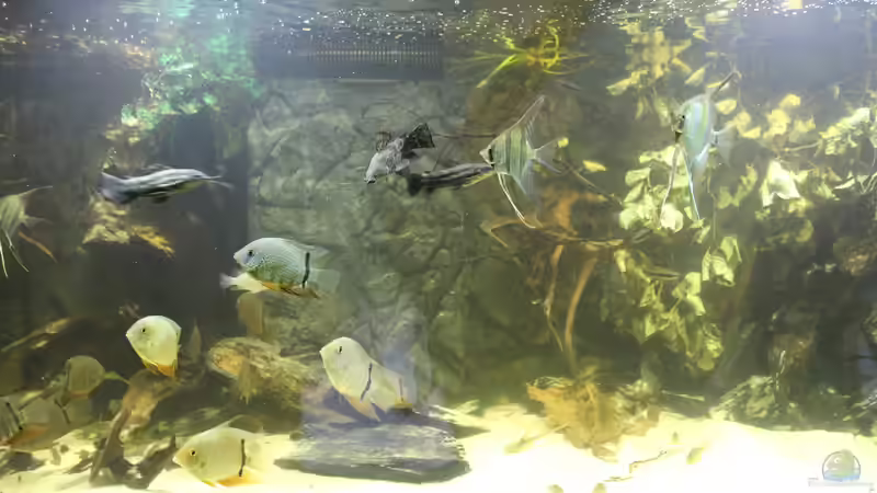 Besatz im Aquarium Wohnzimmer Uferzone von T-Aquatics (36)