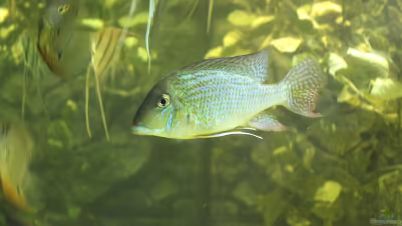 Besatz im Aquarium Wohnzimmer Uferzone von T-Aquatics (37)