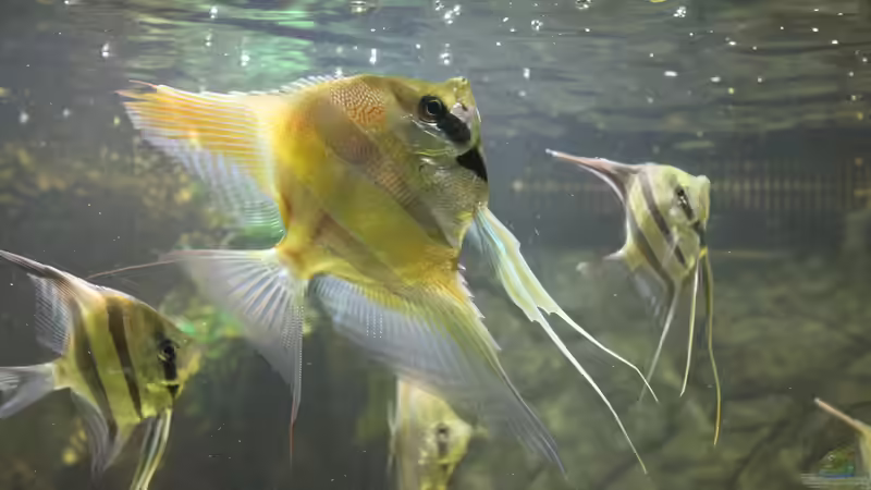 Besatz im Aquarium Wohnzimmer Uferzone von T-Aquatics (40)