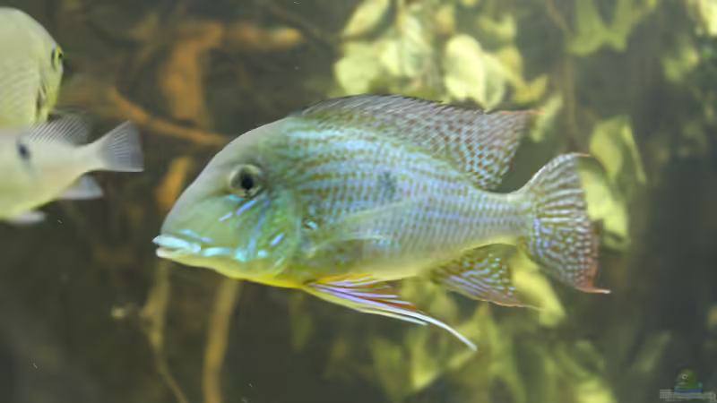 Besatz im Aquarium Wohnzimmer Uferzone von T-Aquatics (41)