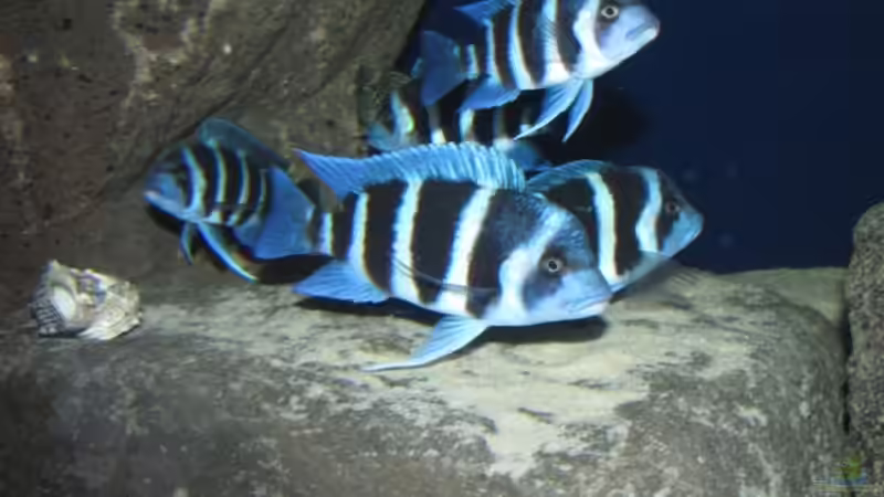 Besatz im Aquarium Wohnzimmer von AquaMalawi (4)