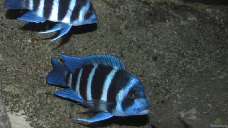 Besatz im Aquarium Wohnzimmer von AquaMalawi (6)