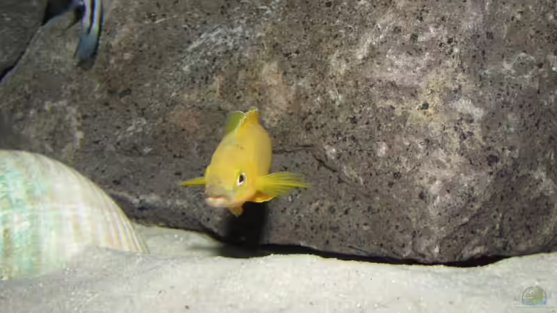 Besatz im Aquarium Wohnzimmer von AquaMalawi (7)