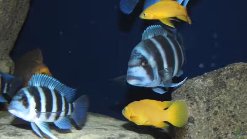 Besatz im Aquarium Wohnzimmer von AquaMalawi (8)