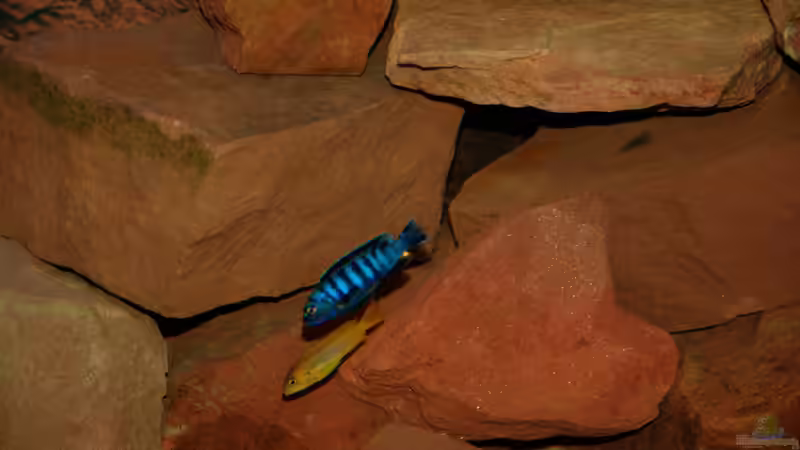 Besatz im Aquarium Wohnzimmer von Duder Malawikus (25)