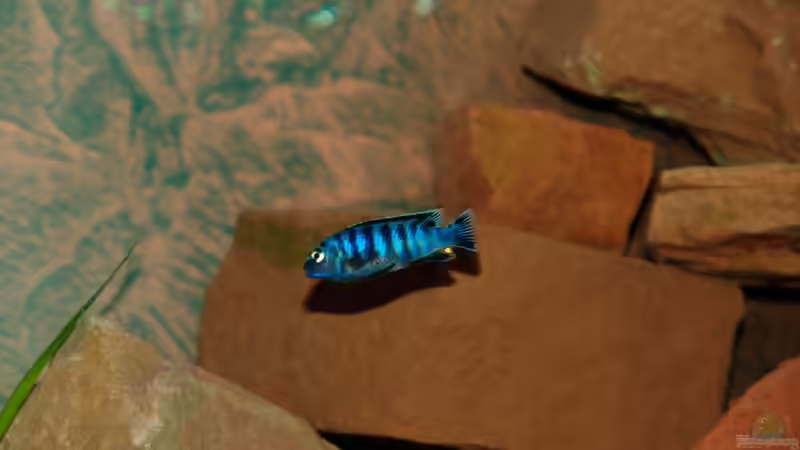 Besatz im Aquarium Wohnzimmer von Duder Malawikus (27)