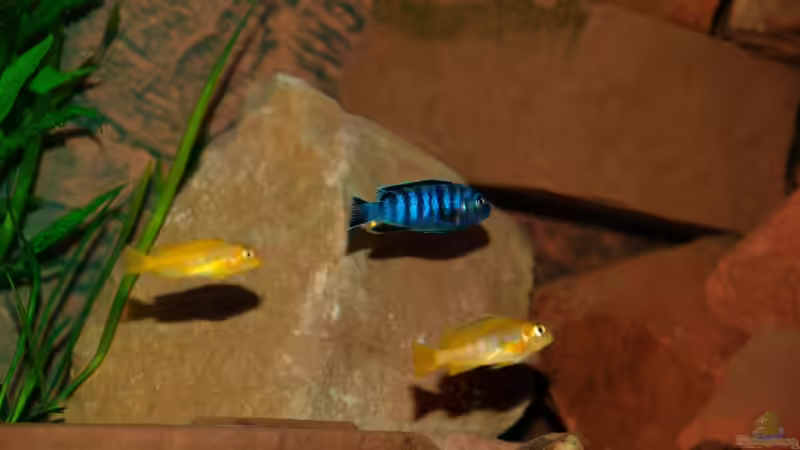 Besatz im Aquarium Wohnzimmer von Duder Malawikus (28)