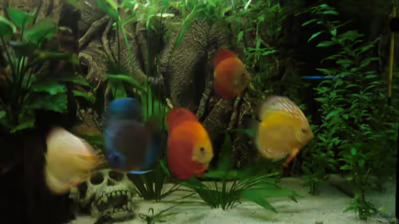 Besatz im Aquarium Wohnzimmeramazonas (Aufgelöst) von Zugbremser72 (16)