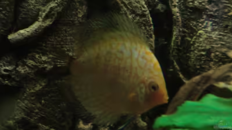 Besatz im Aquarium Wohnzimmeramazonas (Aufgelöst) von Zugbremser72 (19)