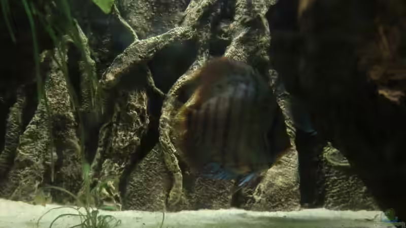 Besatz im Aquarium Wohnzimmeramazonas (Aufgelöst) von Zugbremser72 (20)