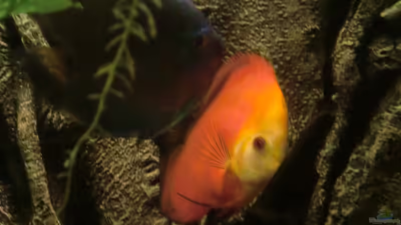 Besatz im Aquarium Wohnzimmeramazonas (Aufgelöst) von Zugbremser72 (21)