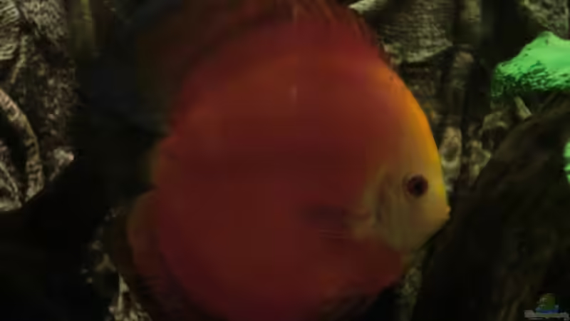 Besatz im Aquarium Wohnzimmeramazonas (Aufgelöst) von Zugbremser72 (22)