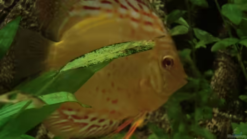 Besatz im Aquarium Wohnzimmeramazonas (Aufgelöst) von Zugbremser72 (23)