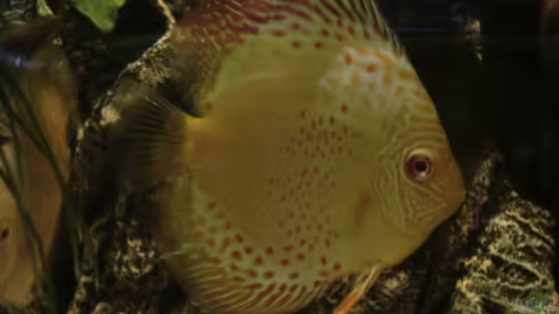 Besatz im Aquarium Wohnzimmeramazonas (Aufgelöst) von Zugbremser72 (24)