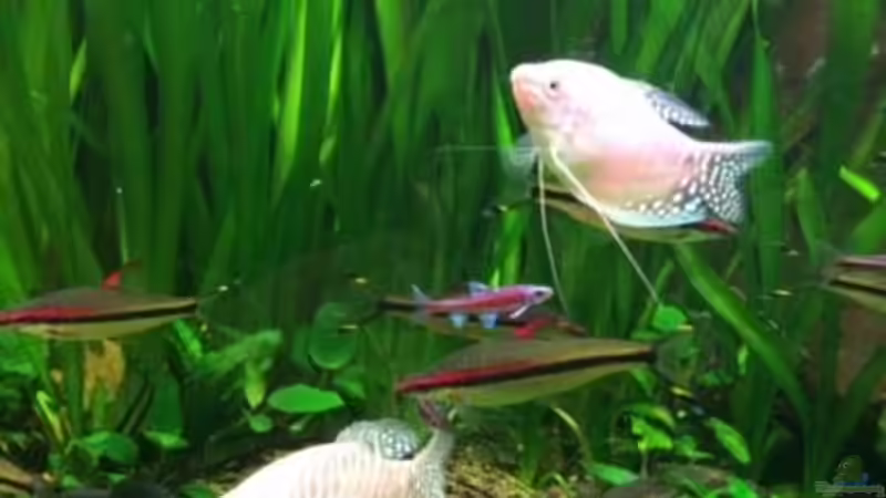 Besatz im Aquarium Wohnzimmerbecken von FAT (13)